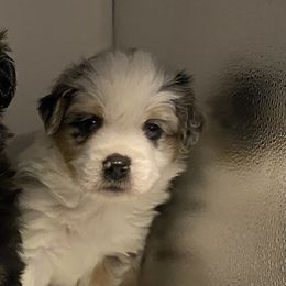 Miniature Australian Shepherd Puppies from Triple Branch Aussies