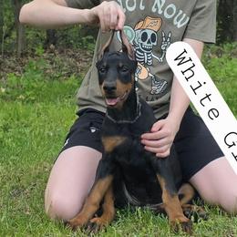 White Girl - Black and rust female Doberman Pinscher puppy in Knox, Indiana from Double River Dobermans