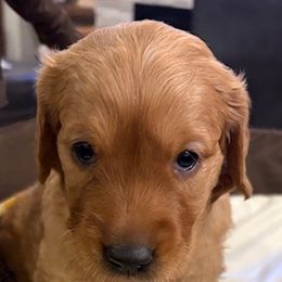Sonny (Yellow) - Dark golden female Golden Retriever puppy in Cheyenne, Wyoming from Battlemountain Kennels