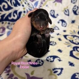 Eloise - Black and tan female Dachshund puppy in Wooldridge, Missouri from Royal Bloodline Canines
