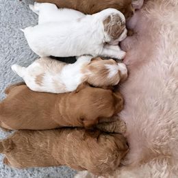 Bernedoodle, Goldendoodle, and Poodle Puppies from Anam Cara Pups