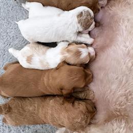 Bernedoodle, Goldendoodle, and Poodle Puppies from Anam Cara Pups