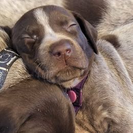 German Shorthaired Pointers from Hanes GSP