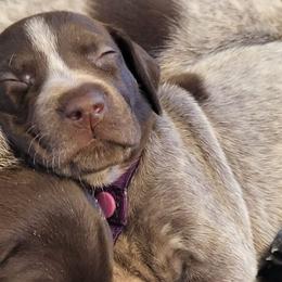 German Shorthaired Pointers from Hanes GSP