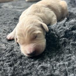 Boy (Reservation 5) - Golden male Golden Retriever puppy in Murfreesboro, Tennessee from ATW Retrievers