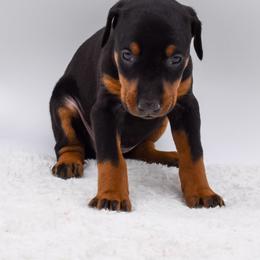 Pink collar female - Black and rust female Doberman Pinscher puppy in Lafayette, Louisiana from Indah Lux Dobermans