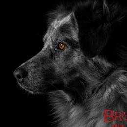 CLAY - Australian Shepherd