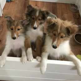 Shetland Sheepdog puppies from Yardart Shelties