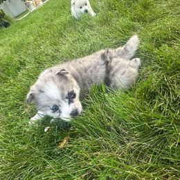 Independence- Indy - Merle female Pomsky puppy in Marshall, Minnesota from Miles of Smiles Pomskies