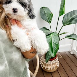 Cockapoo Puppies from Cockapoo Puppies and Co.