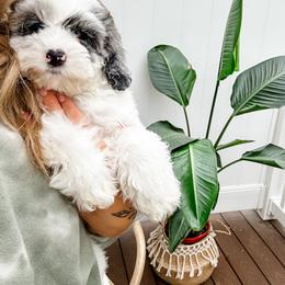 Cockapoo Puppies from Cockapoo Puppies and Co.