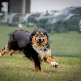 Momo - Miniature Australian Shepherd