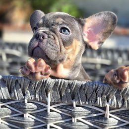 French Bulldog Puppies from County Of Orange Frenchie Family