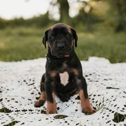 Black collar - Black female Great Dane puppy in Ulen, Minnesota from Hogenson Family Farm