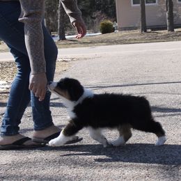 Australian Shepherd Puppies from Riot Austrailan Shepherds