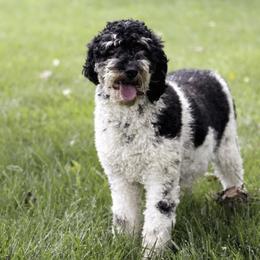 Oreo - Poodle
