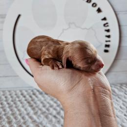 Goldie - Red female Cavapoo puppy in London, Kentucky from Blue Meadow Puppies
