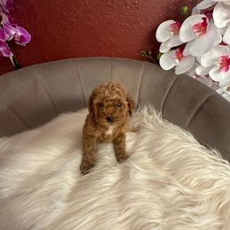 Girl 3 - Red  Poodle puppy in Davie, Florida from Dave Poodles