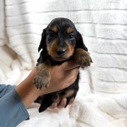 Black and tan girl - Black and tan female Dachshund puppy in Wilton, California from Ranch Raised Doxies