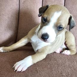 Boy 1 - Red male Italian Greyhound puppy in Phillips, Maine from Maplewood Italian Greyhounds