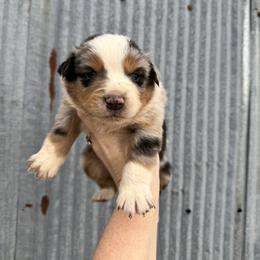 BMM 1 - Blue merle male Australian Shepherd puppy in Cushing, Oklahoma from Midwest Aussies