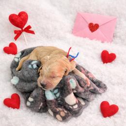 Red 2 - Apricot male Goldendoodle puppy in Boise, Idaho from Goldendoodle Baby