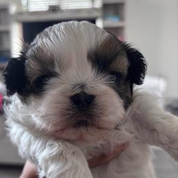 Kai - Tricolor male Shih Tzu puppy in Avondale, Arizona from Riley Family Shih Tzus