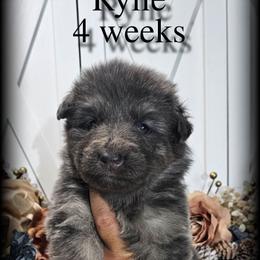 Rylie - Blue female German Shepherd puppy in Sequim, Washington from German Shepherd Haus