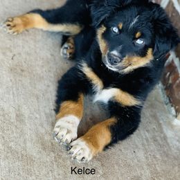 Kelce - Black Miniature Australian Shepherd puppy in Washington, Oklahoma from Okie Aussies