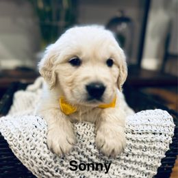Sonny - Light golden male Golden Retriever puppy in Oconto, Wisconsin from Abbie's Golden Retrievers