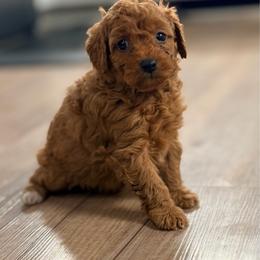 April - female Cavapoochon puppy in Newington, Connecticut from Forever Puppies 4U