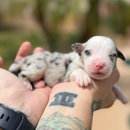 Cloud - Blue merle female Miniature American Shepherd puppy in Tucson, Arizona from Outlaw Minis