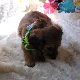 Dachshund Puppies from CLARK'S BREEDING PROGRAM