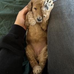 Poodle Puppies from SparrowSong Poodles