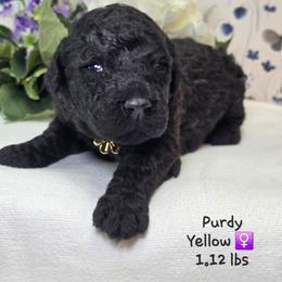 Yellow - Black female Goldendoodle puppy in Rockledge, Florida from Stormie's Doodles