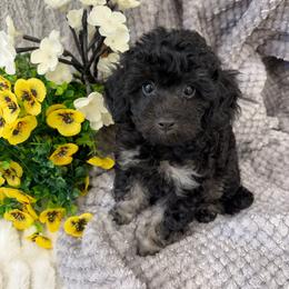 Boy 2 - Phantom male Poodle puppy in Vilonia, Arkansas from Donna’s Pretty Poodles