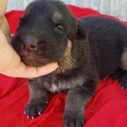 Male 2 - Black and red male German Shepherd puppy in Mccool Junction, Nebraska from Sininger Lagoon