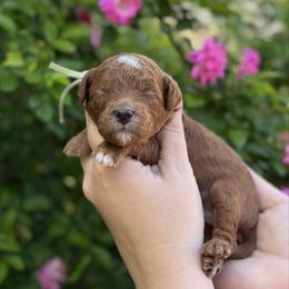 Duke - Red  male Goldendoodle puppy in Wharton, Texas from Little Fur Friends