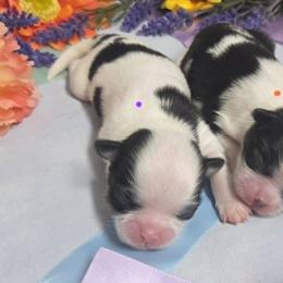 Black Tan Girl (purple) - Black tan and white female Japanese Chin puppy in Tulsa, Oklahoma from Locust Creek Pugs & Japanese Chin's