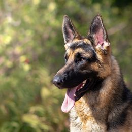 German Shepherd All Grown Up from John Moyle