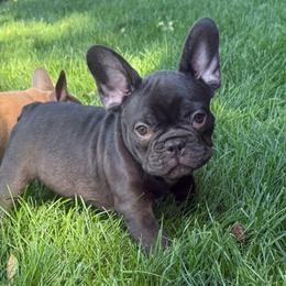 Coco Puff - Liver male French Bulldog puppy in Billings, Montana from Yellowstone Frenchies