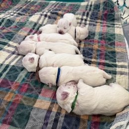 Blue - White male West Highland White Terrier puppy in Central Ohio from Winchester West Highlands
