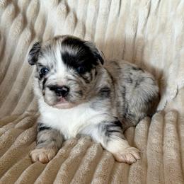 Nash - Blue merle male Miniature Australian Shepherd puppy in New Hampton, Iowa from Full River Australian Shepherds