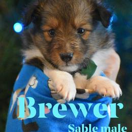 Brewer - Sable and white male Shetland Sheepdog puppy in Gladbrook, Iowa from T Triple C Shelties