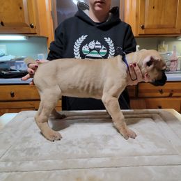 Girl 4 - Cane Corso puppy in Sturgeon Lake, Minnesota from Coffee Lake K9s