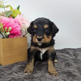Lily - Tri-color female Bernedoodle puppy in Granton, Wisconsin from Rose River Farms