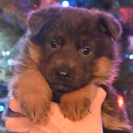 Orange Female - Blue female German Shepherd puppy in Florissant, Colorado from Vom Dortmunder German Shepherds