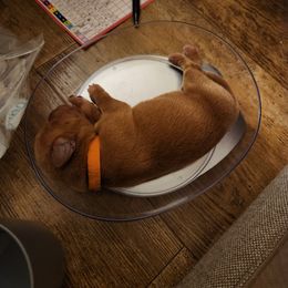 Labrador Retriever Puppies from Jensen’s Fox Red Labs