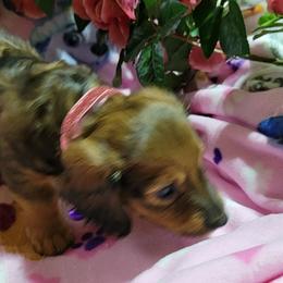Dachshund Puppies from CLARK'S BREEDING PROGRAM