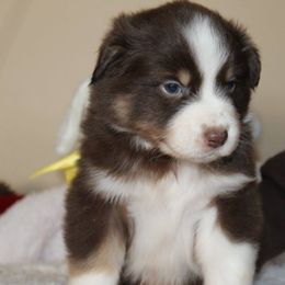 Australian Shepherd Puppies from Anew Australian Shepherds